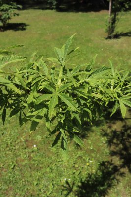 Aesculus hippocastanum 'Digitata' - jírovec maďal - olistění